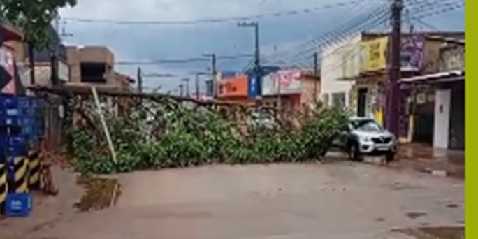 ESTRAGOS DA VENTANIA - Árvore cai após temporal e provoca transtornos no trânsito na zona Leste de Porto Velho
